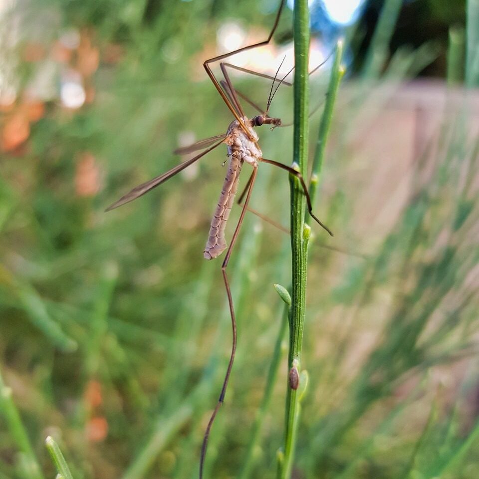 crane fly, insect, pest-4715272.jpg