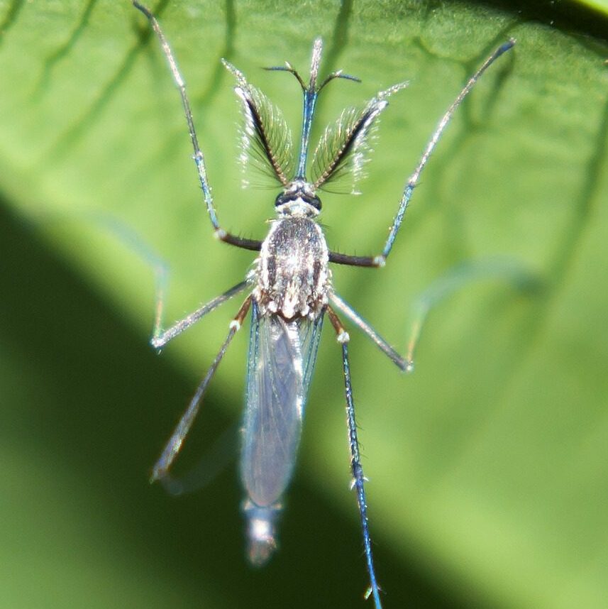 insect, mosquito, entomology-6543857.jpg