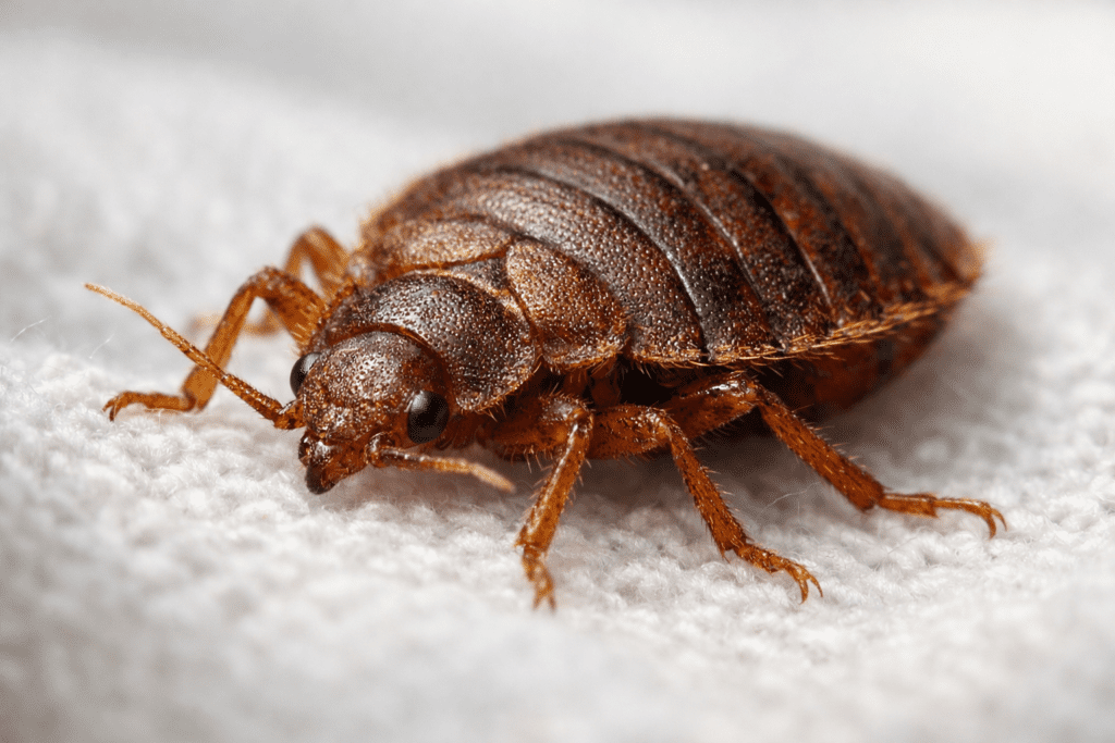 Macro photography of bed bug on cotton fabric showing detailed body structure for diatomaceous earth treatment guide