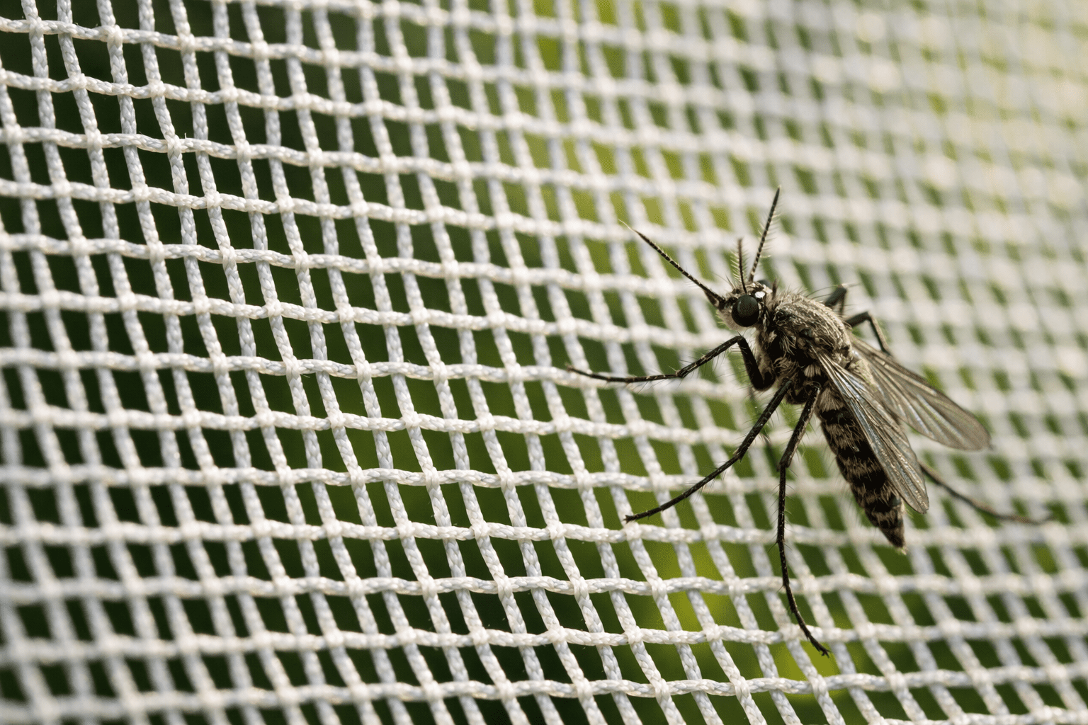 Mosquito head net mesh closeup showing fine weave protecting against insects