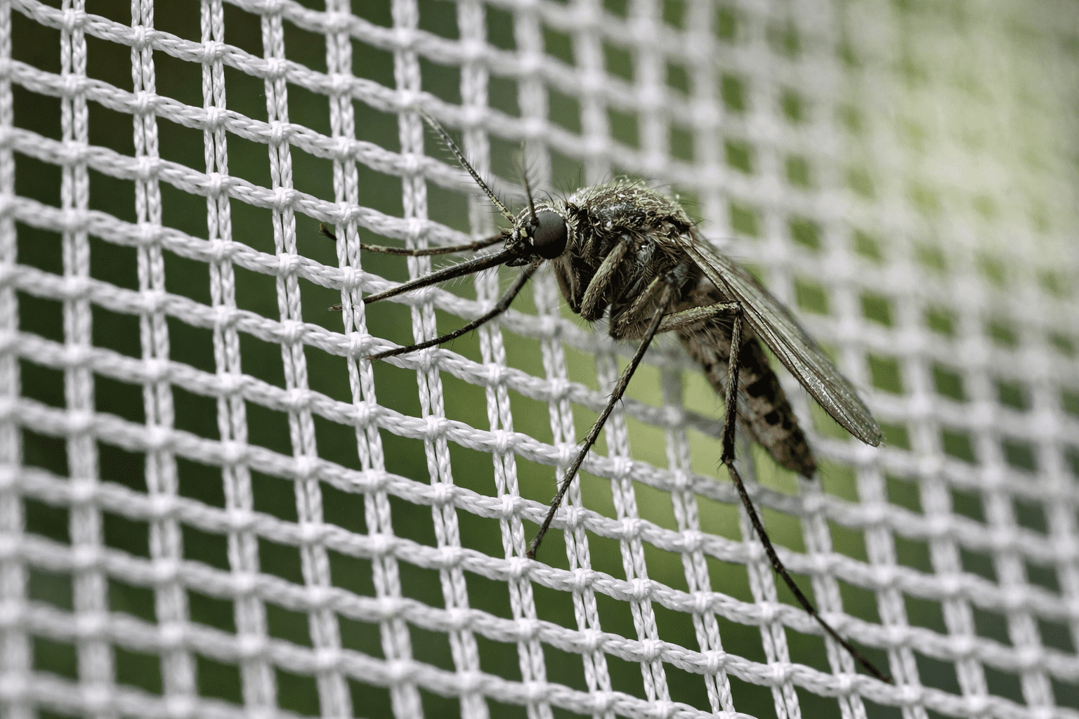 Macro detail of mosquito net mesh with insect on fabric surface
