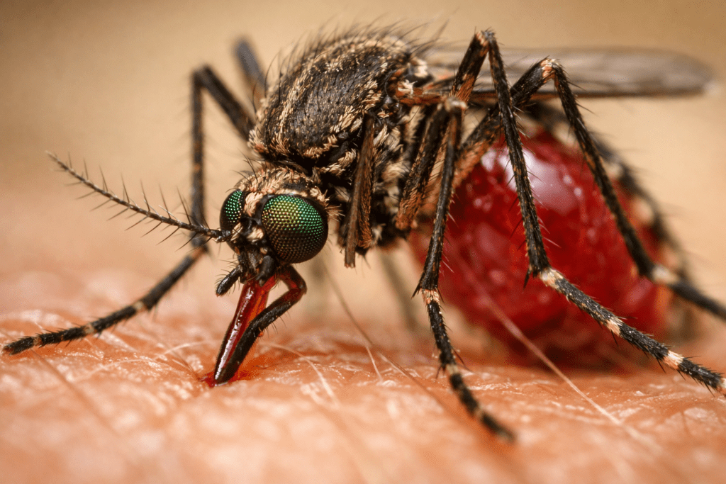 Detailed macro shot of mosquito on skin showing compound eyes and proboscis for mosquito trap article