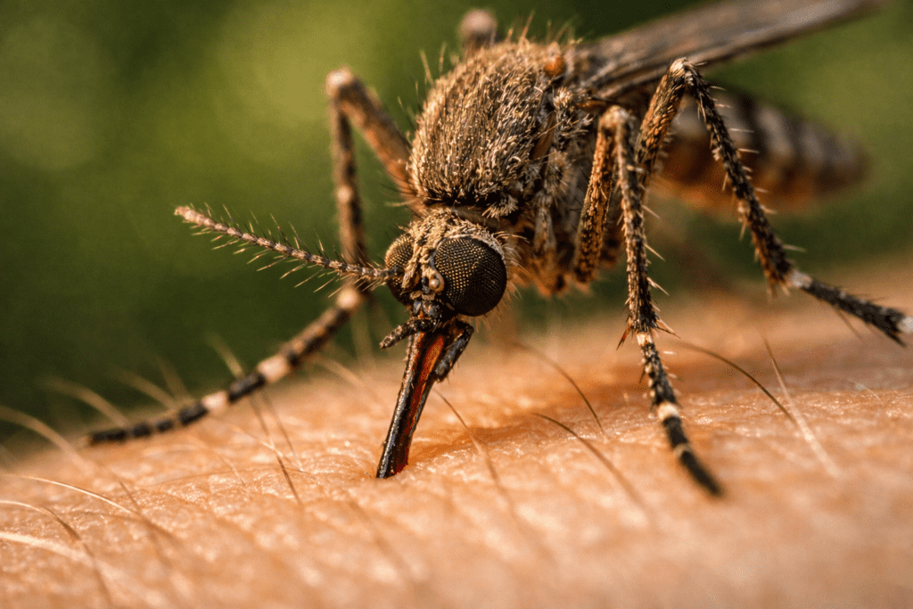 Macro photograph of mosquito on skin showing proboscis detail and compound eyes