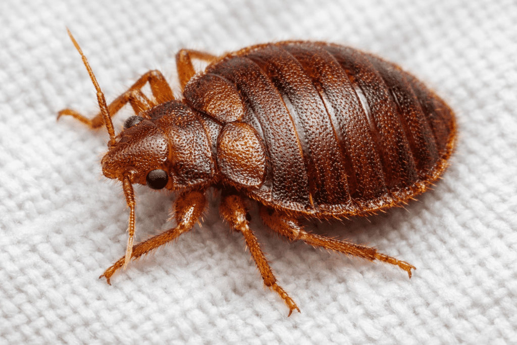 Macro close-up of bed bug on white fabric showing detailed body structure and coloring for identification