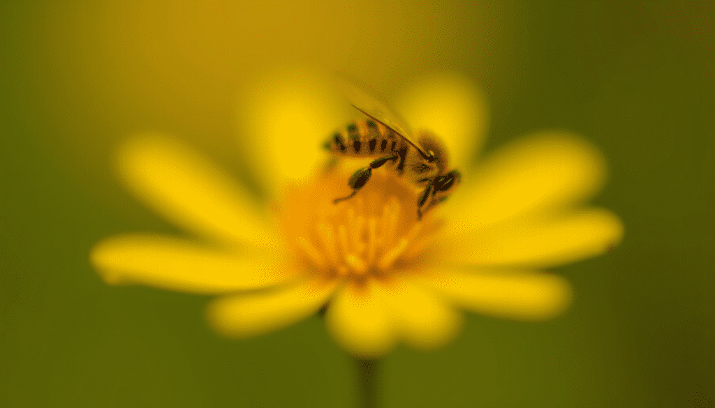 Close-up of a honey bee on a flower, highlighting beeswax uses in nature.