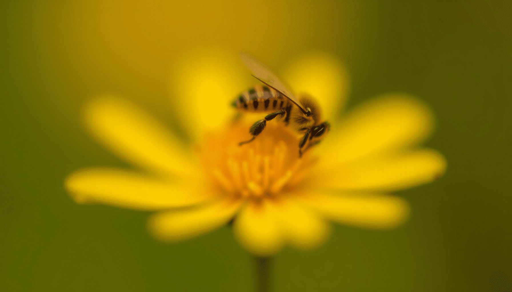Close-up of a honey bee on a flower, highlighting beeswax uses in nature.