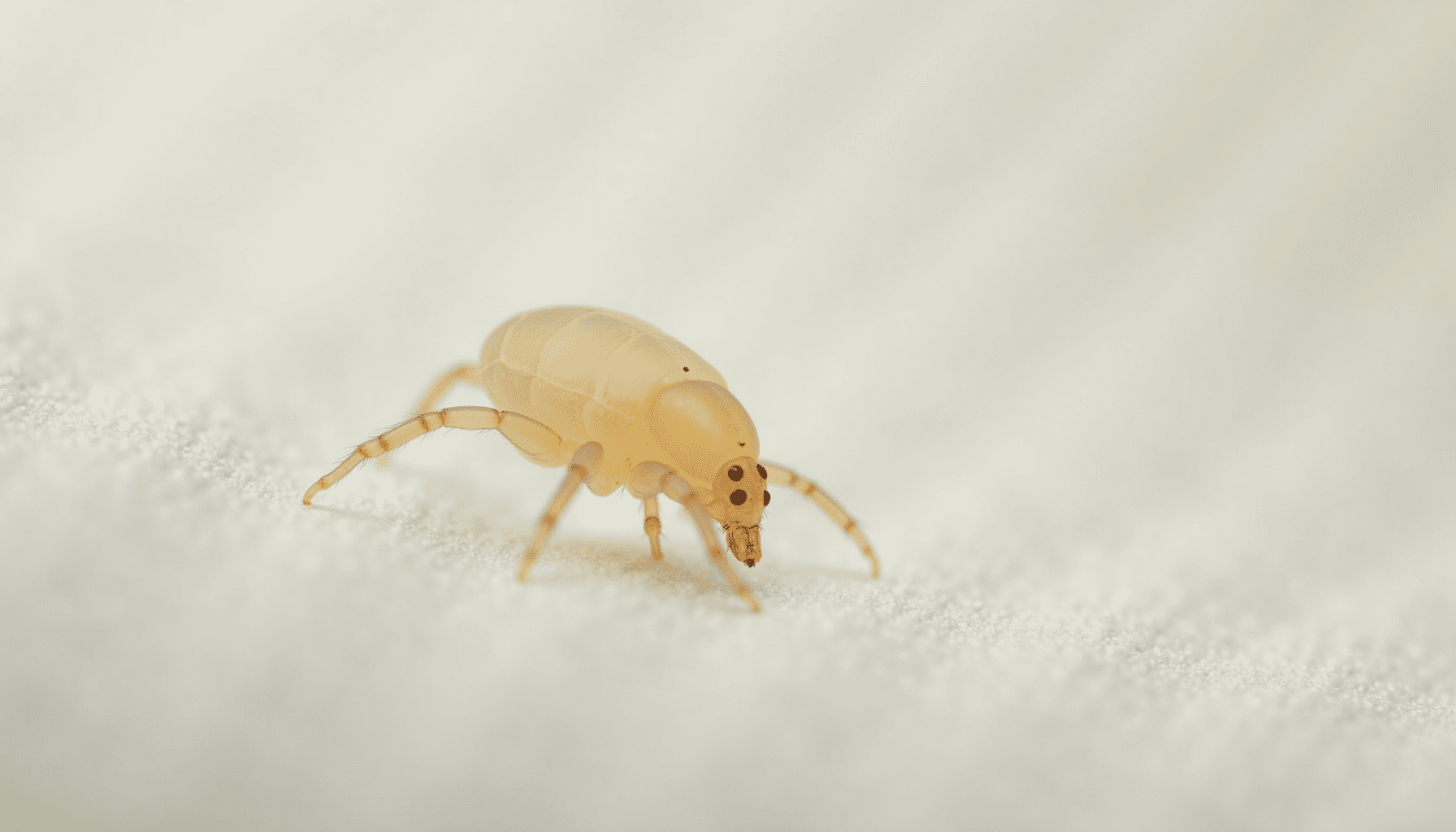 Stunning macro photography of a dust mite on a white fabric surface, highlighting its intricate details.