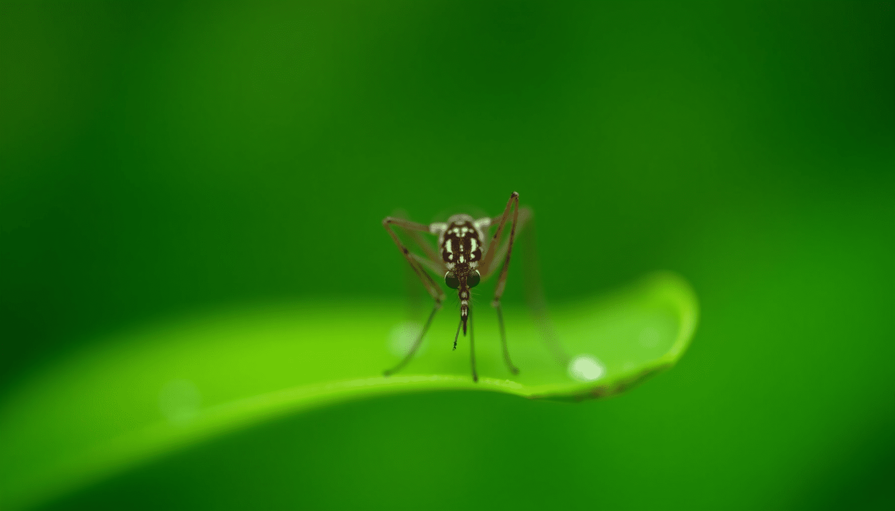 Stunning macro photo of a mosquito resting on a green leaf, highlighting intricate details, for bug-proof porch strategies.