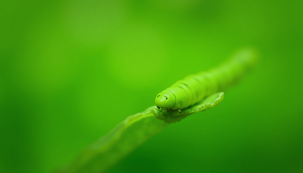 Detailed macro photograph of a green cabbage worm on a brassica leaf, showcasing its texture and natural habitat.