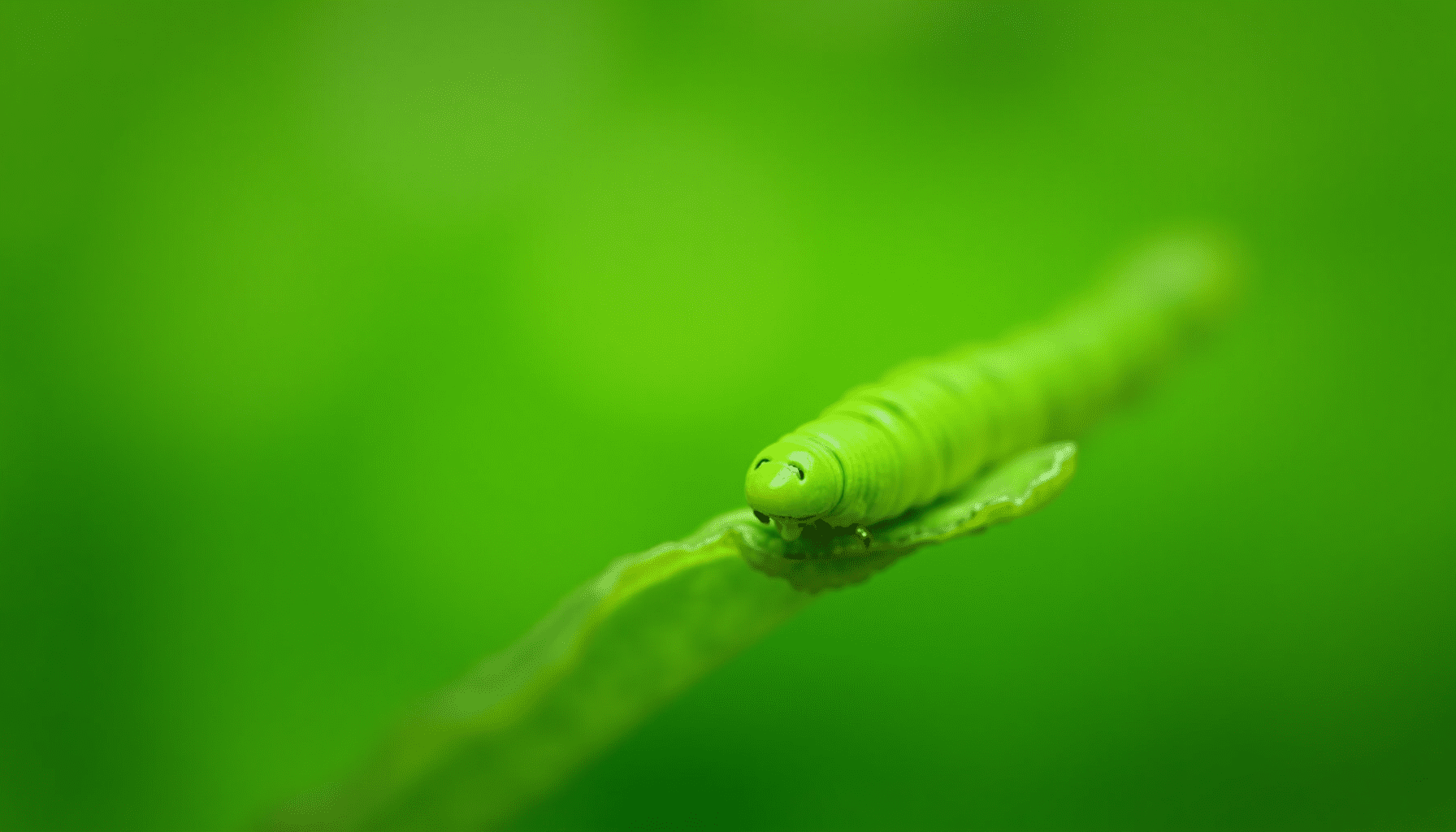 Detailed macro photograph of a green cabbage worm on a brassica leaf, showcasing its texture and natural habitat.