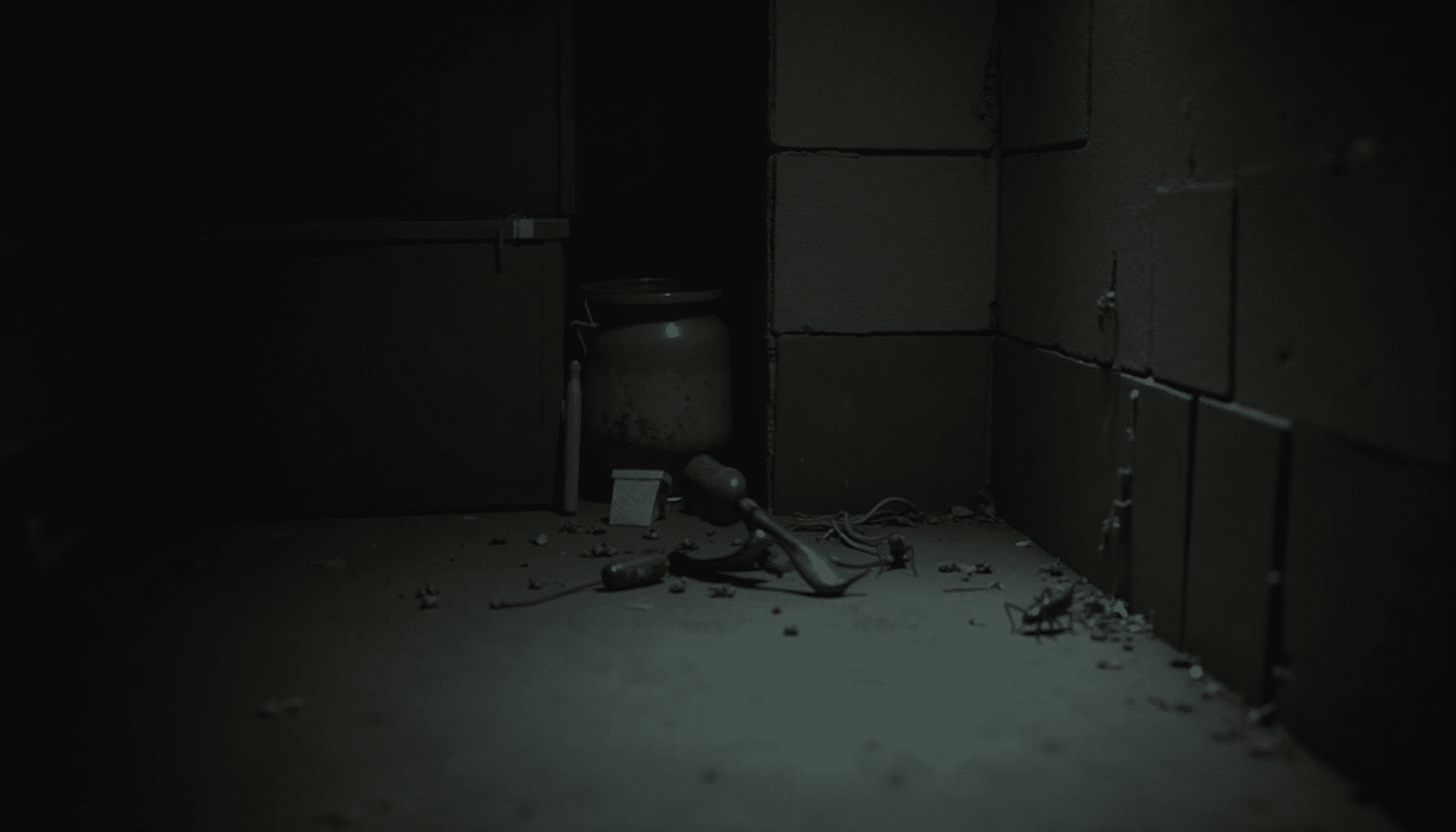A camel cricket in a damp basement corner, showing its typical dark, moist habitat for identification.