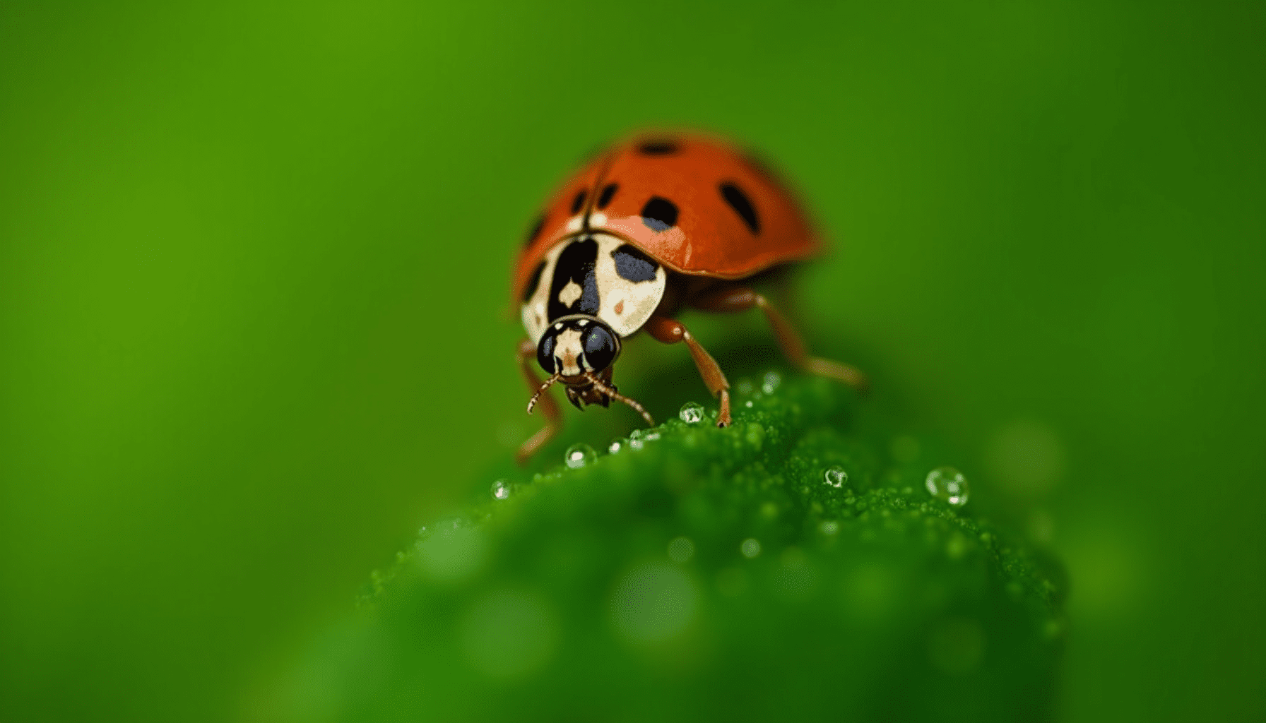 Close-up macro photo of a red ladybug on a green basil leaf, illustrating beneficial insects for companion planting pest control.