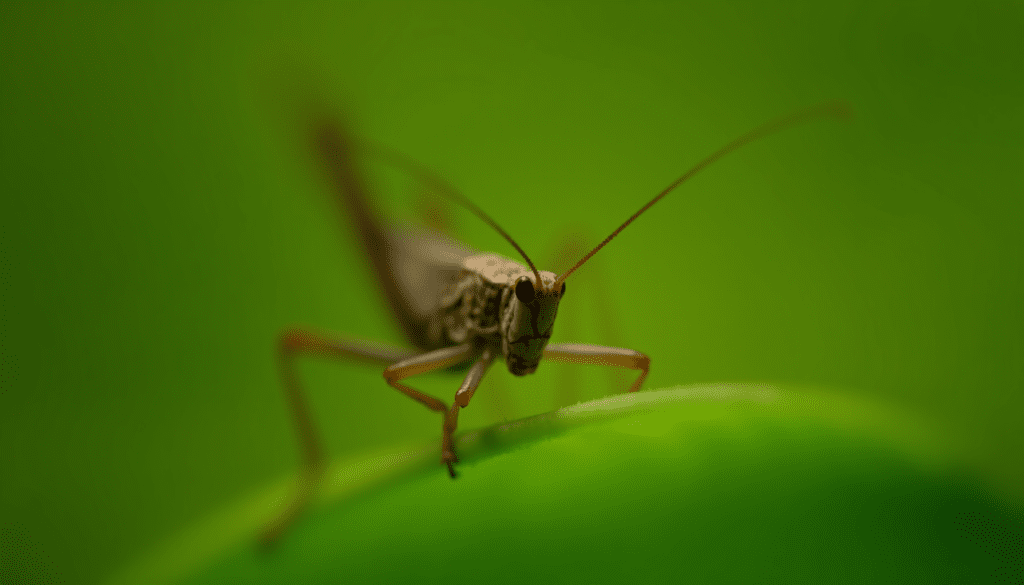 Close-up of a cricket on a leaf, showcasing its long antennae and detailed features.
