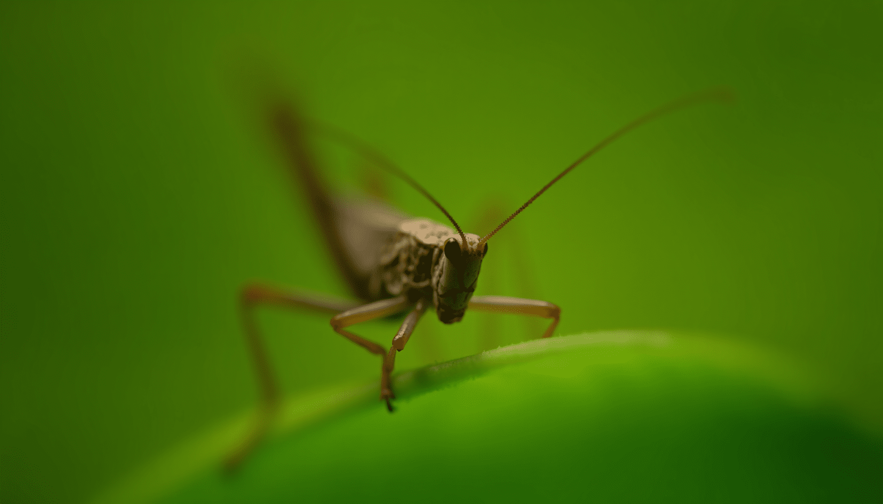 Close-up of a cricket on a leaf, showcasing its long antennae and detailed features.