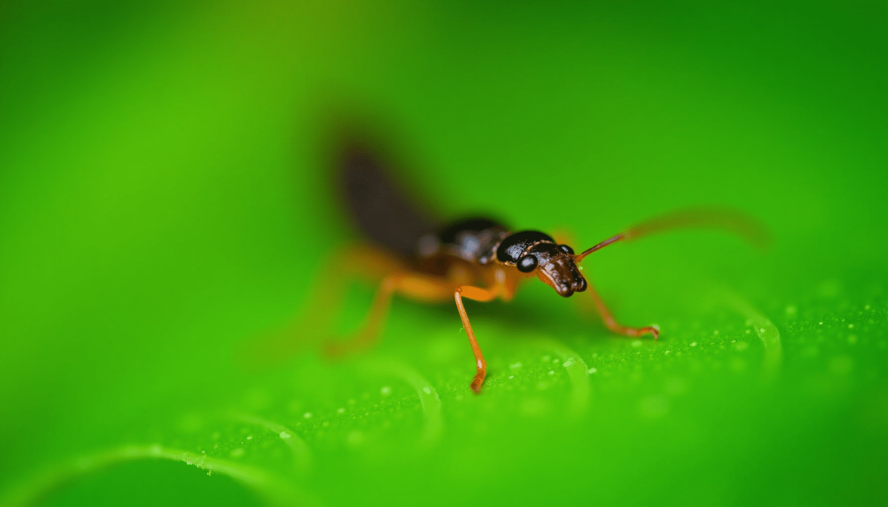 Close-up macro photograph of a common earwig on a green leaf, showcasing its pincers and detailed body in a garden setting.