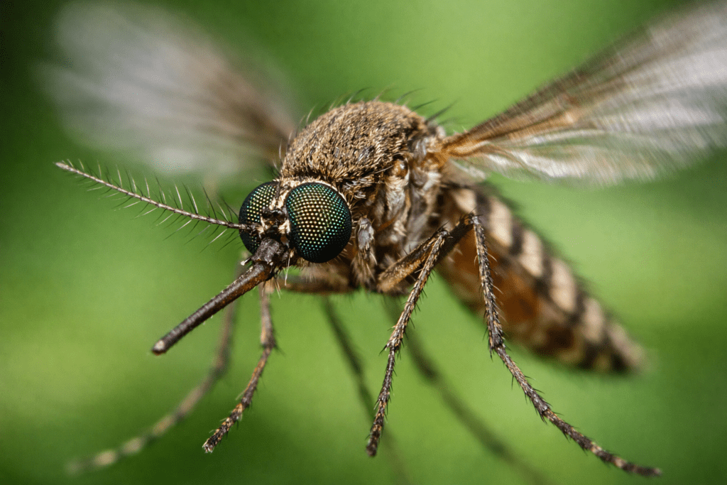 Mosquito in flight showing wing detail and body structure for understanding mosquito flight range