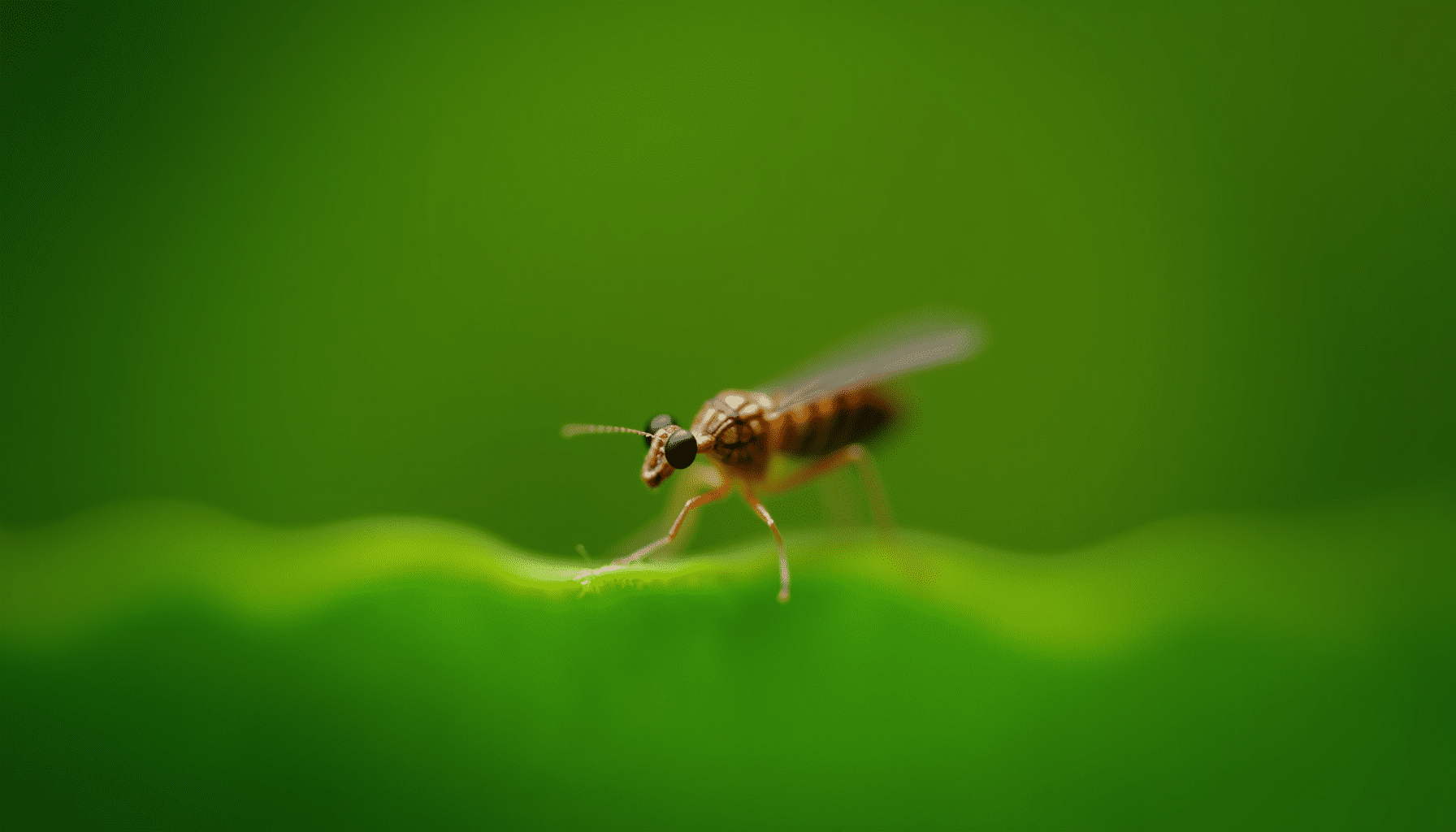 Close-up of a gnat on a leaf, showcasing its intricate features and vibrant natural colors.