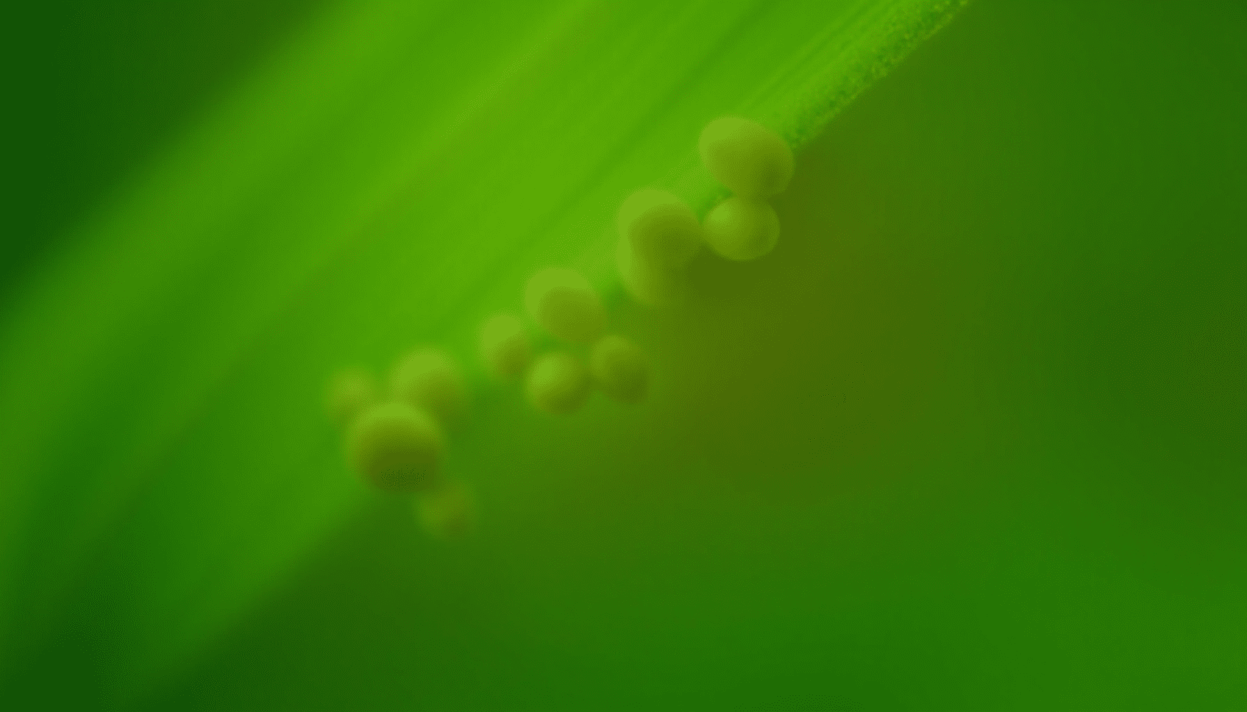 Close-up macro photo of brown scale insects clinging to a vibrant green plant stem, highlighting their waxy texture.