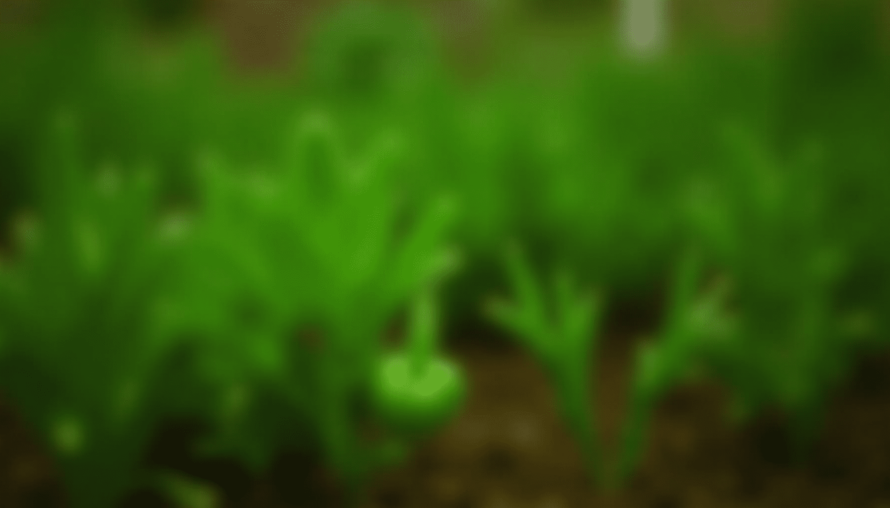 A medium-wide view of a home vegetable garden showing healthy plants alongside leaves with visible thrips damage, illustrating thrips control challenges.