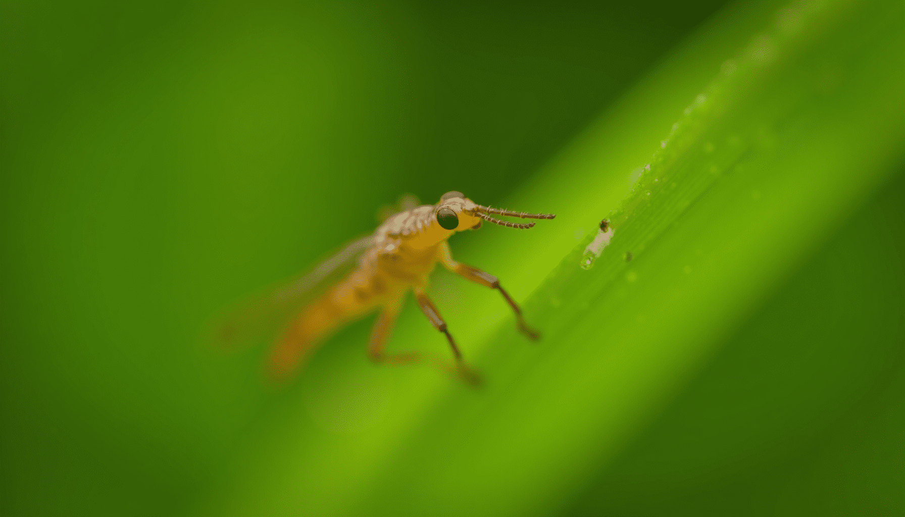 Dramatic macro close-up of a tiny thrips insect with detailed antennae and wings, resting on a vibrant green plant leaf showing minor damage.