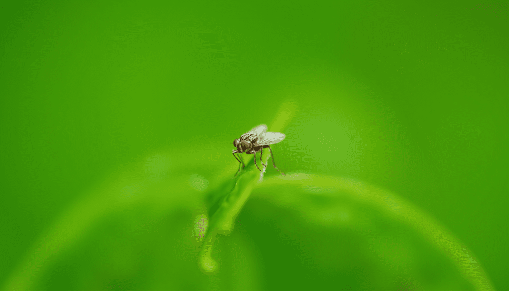 Dramatic macro close-up of a tiny whitefly on the underside of a green plant leaf, showcasing its delicate wings and body.