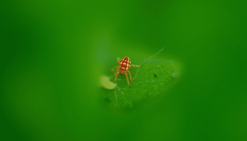 Dramatic macro shot of a tiny red spider mite and its delicate webbing on a stippled green houseplant leaf, highlighting plant pest identification.