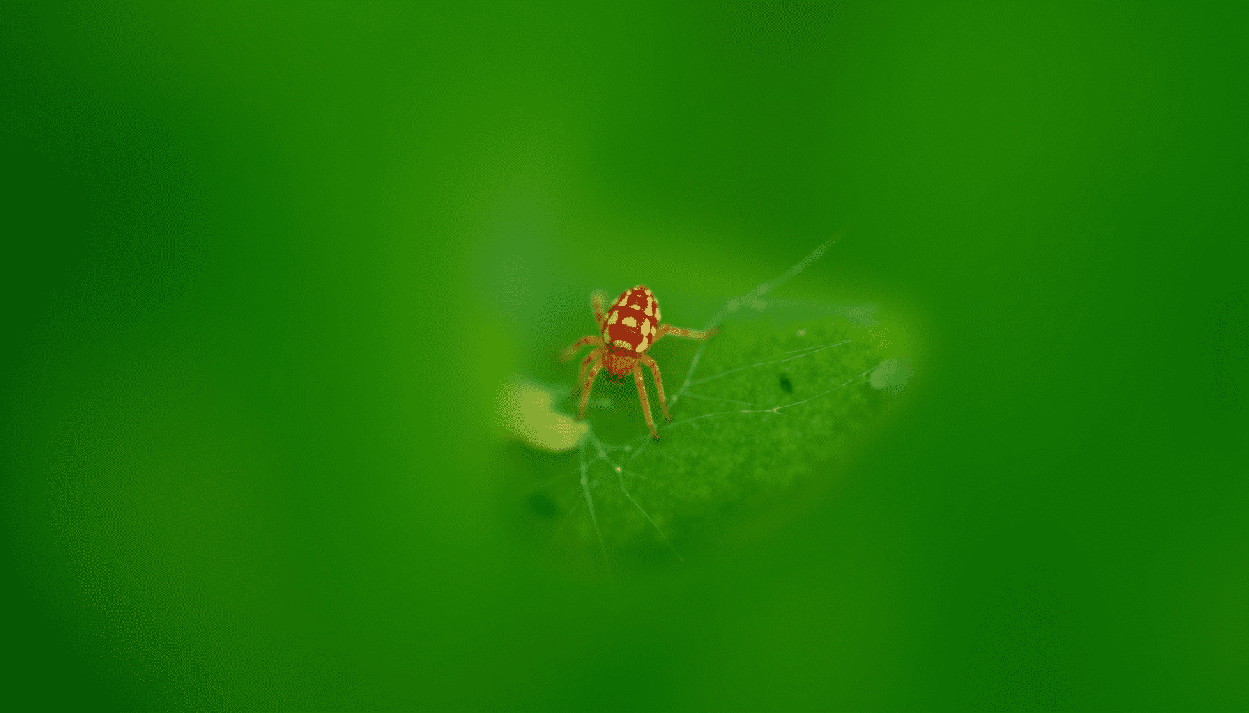 Dramatic macro shot of a tiny red spider mite and its delicate webbing on a stippled green houseplant leaf, highlighting plant pest identification.