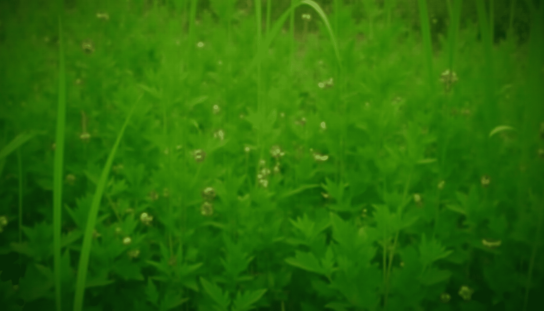 Summer garden habitat, lush foliage and plants, representing the natural environment for musical insects like katydids.