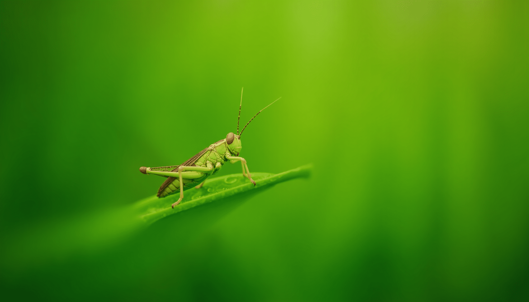 Vibrant green grasshopper on a dewy leaf, extreme macro detail, aiding in understanding locusts vs grasshoppers.