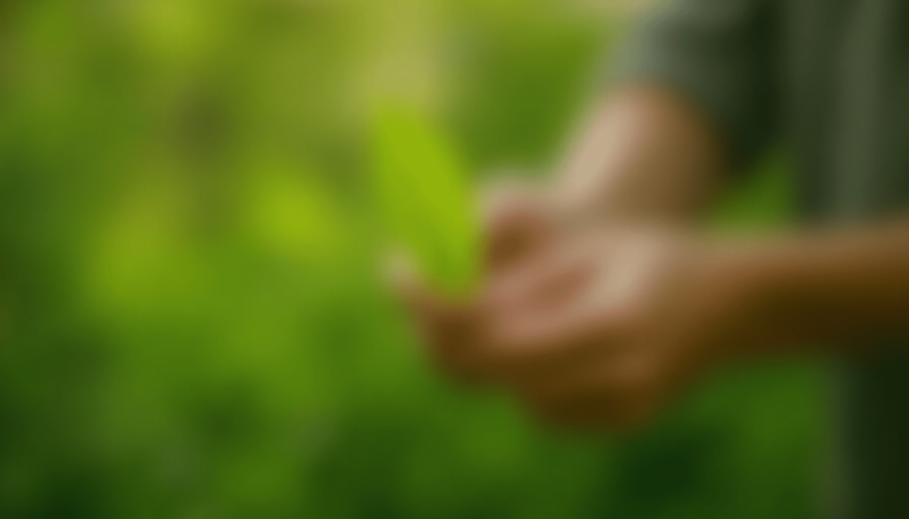 Person's hands gently inspecting a plant leaf for insect activity, a practical step in understanding locusts vs grasshoppers.