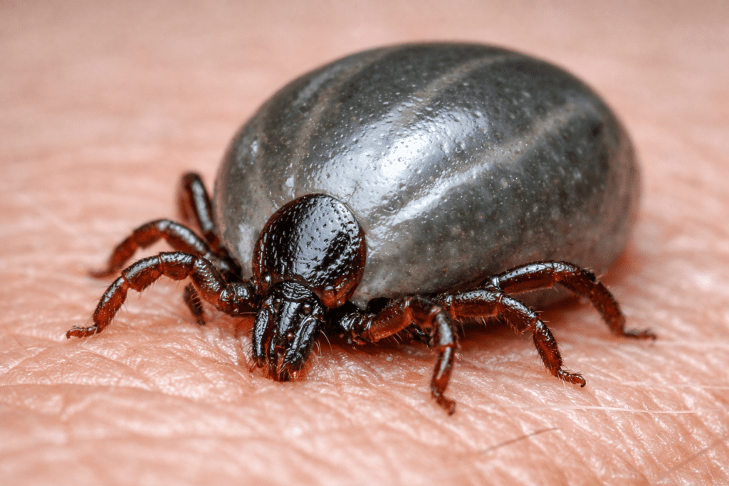 Detailed macro photo of blacklegged tick on skin showing anatomy for Lyme disease tick identification