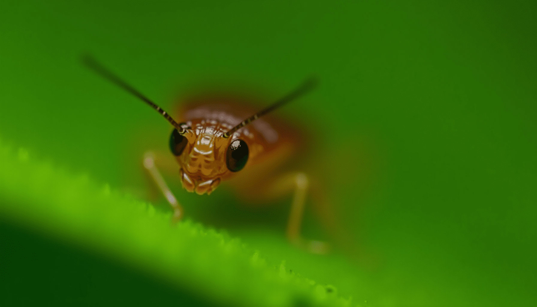 Close-up of a cockroach on a leaf, highlighting details for natural cockroach repellents.