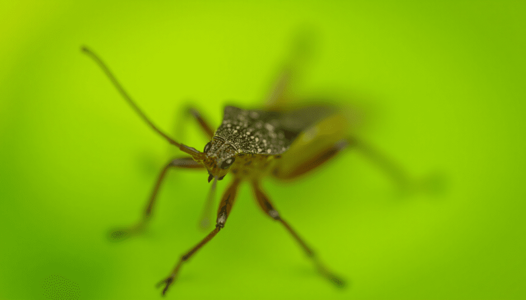 Close-up macro photo of an adult squash bug on a green leaf, showing detailed features for effective squash bug control.