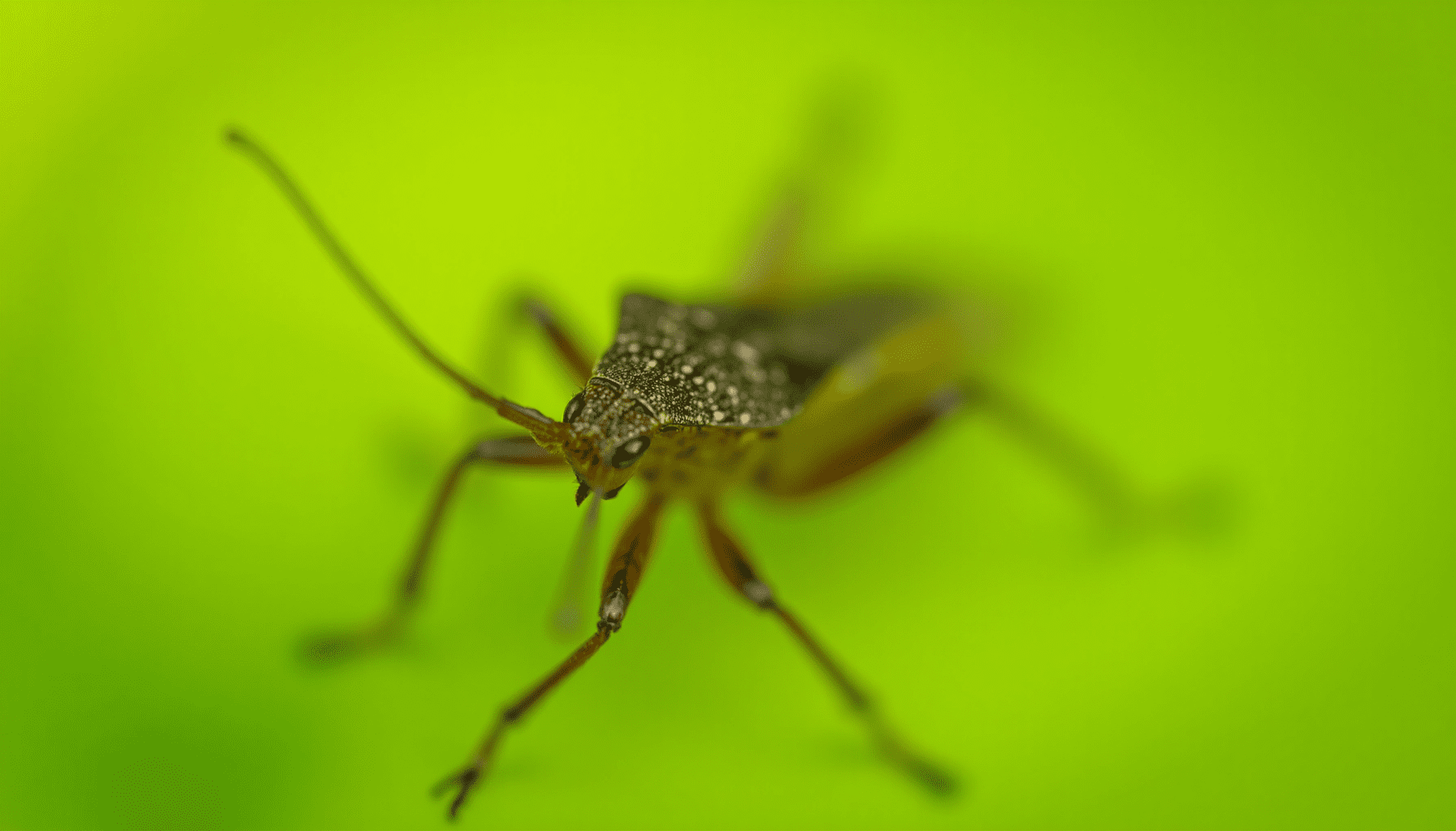 Close-up macro photo of an adult squash bug on a green leaf, showing detailed features for effective squash bug control.
