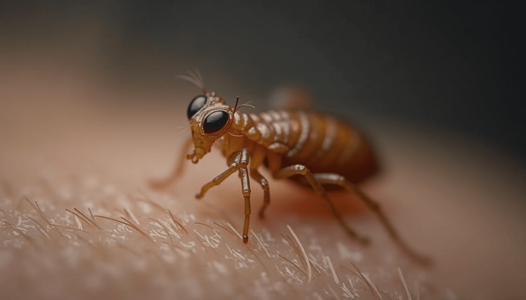Head louse on hair strands for lice prevention guide