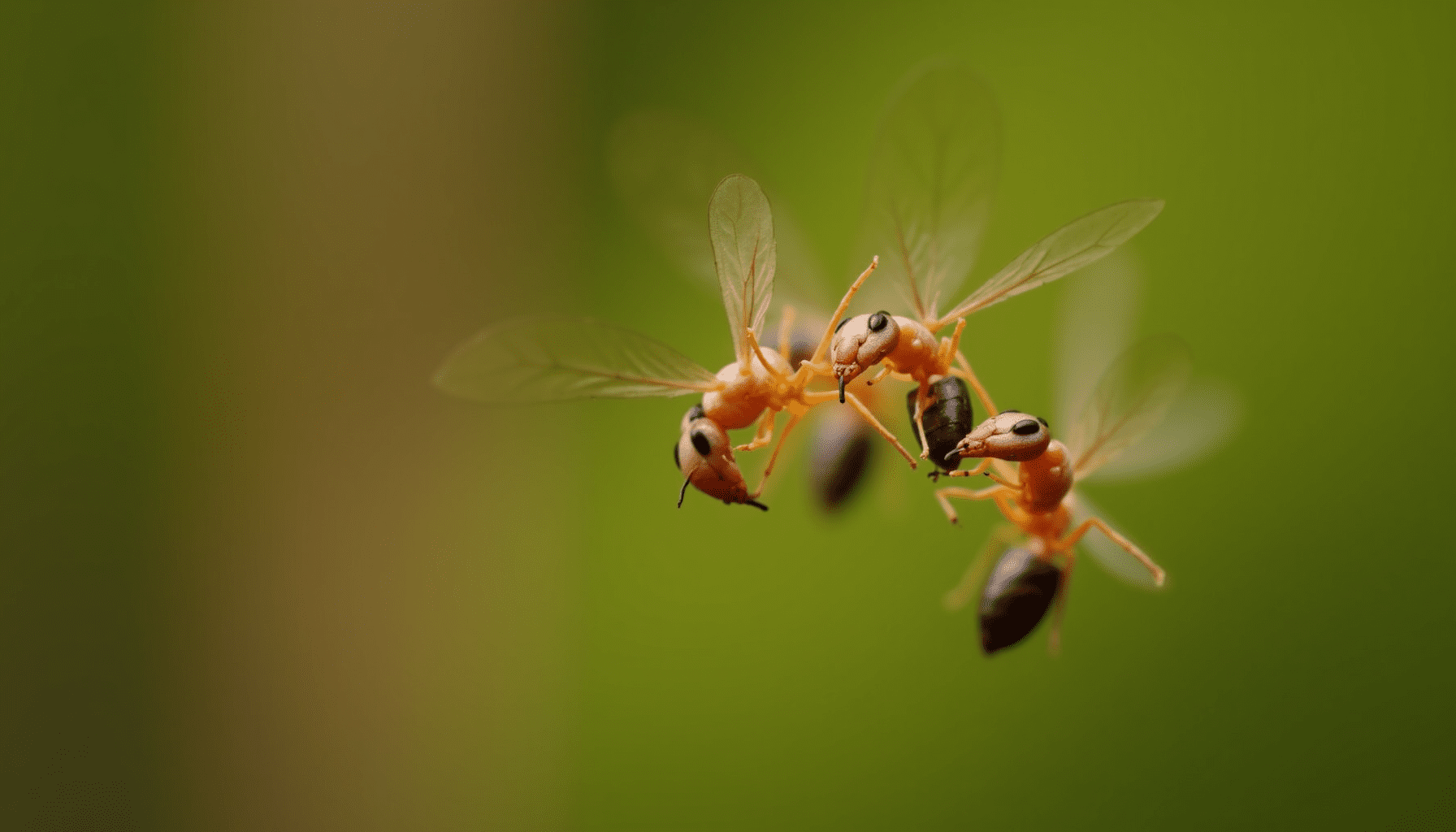 Detailed macro shot of termite swarmers in flight, showcasing their unique features and natural colors.