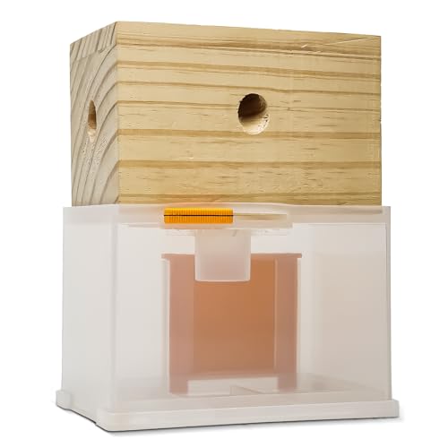 Catch-and-release carpenter bee trap with hanging hardware for pollinator-friendly control