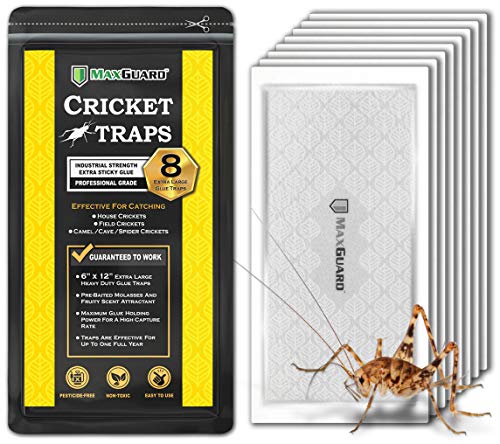 Large pre-baited sticky glue board cricket trap set in an indoor corner