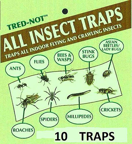 Ten-pack of sticky traps for camel crickets in damp basement corners and crawlspaces