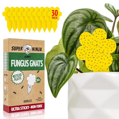 Yellow fungus gnat sticky traps staked into a houseplant pot