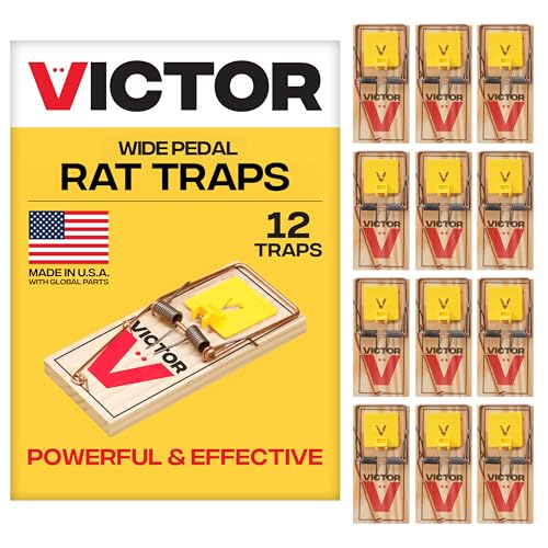 Wide-pedal snap rat trap set along an indoor baseboard