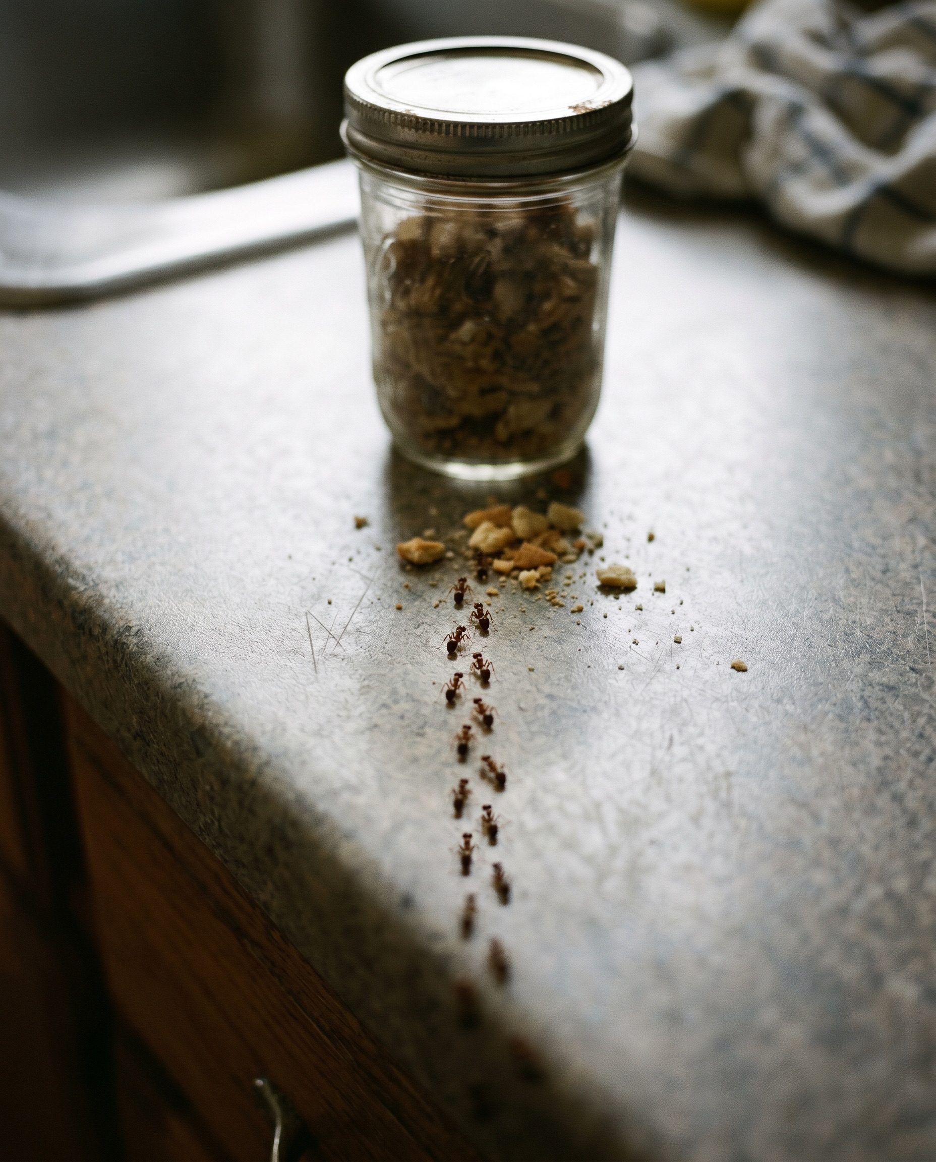 a macro close-up of a line of tiny ants walking along the edge of a kitchen countertop toward a few crumbs nea