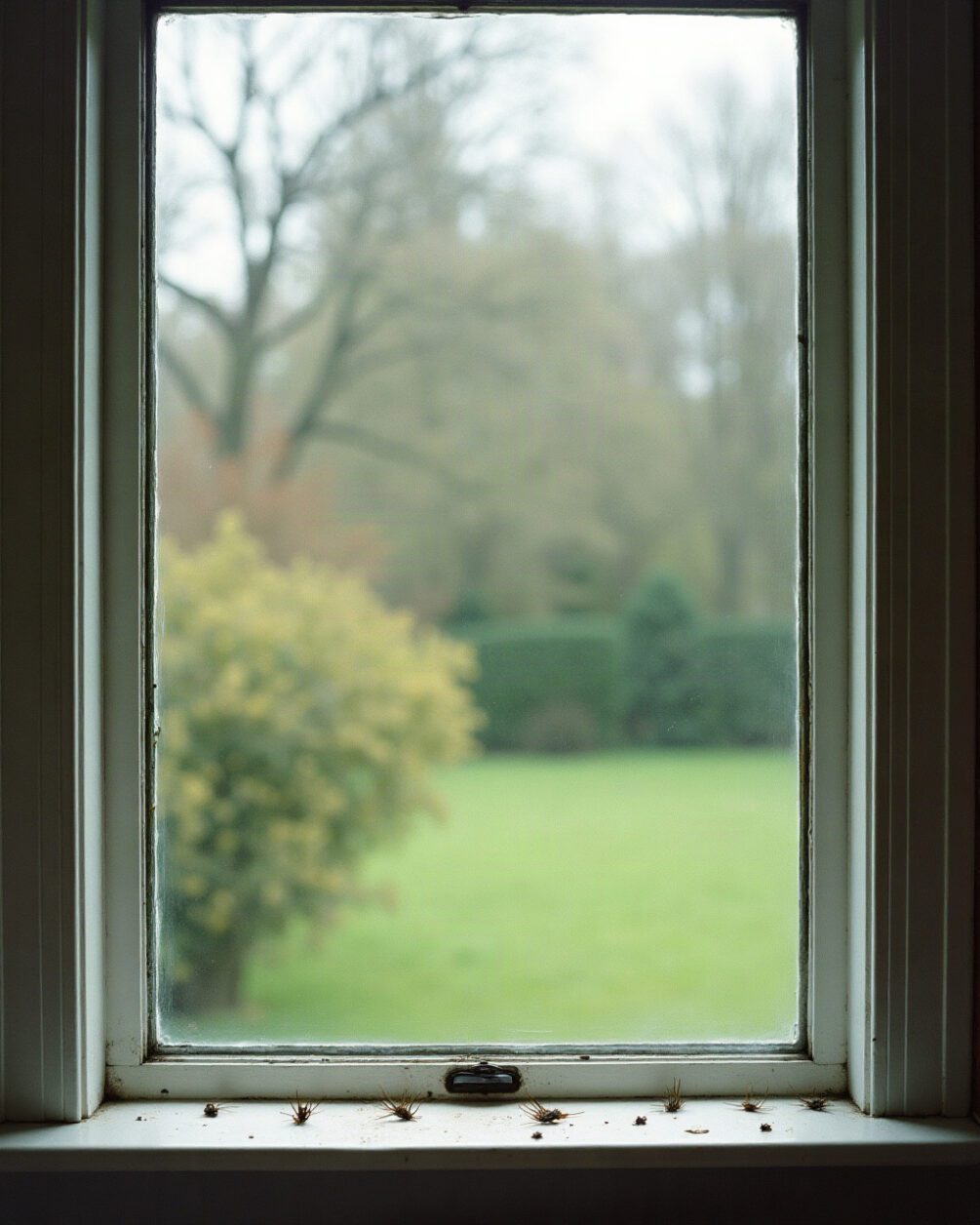 A windowsill in spring daylight scattered with small discarded insect wings and a few dark specks