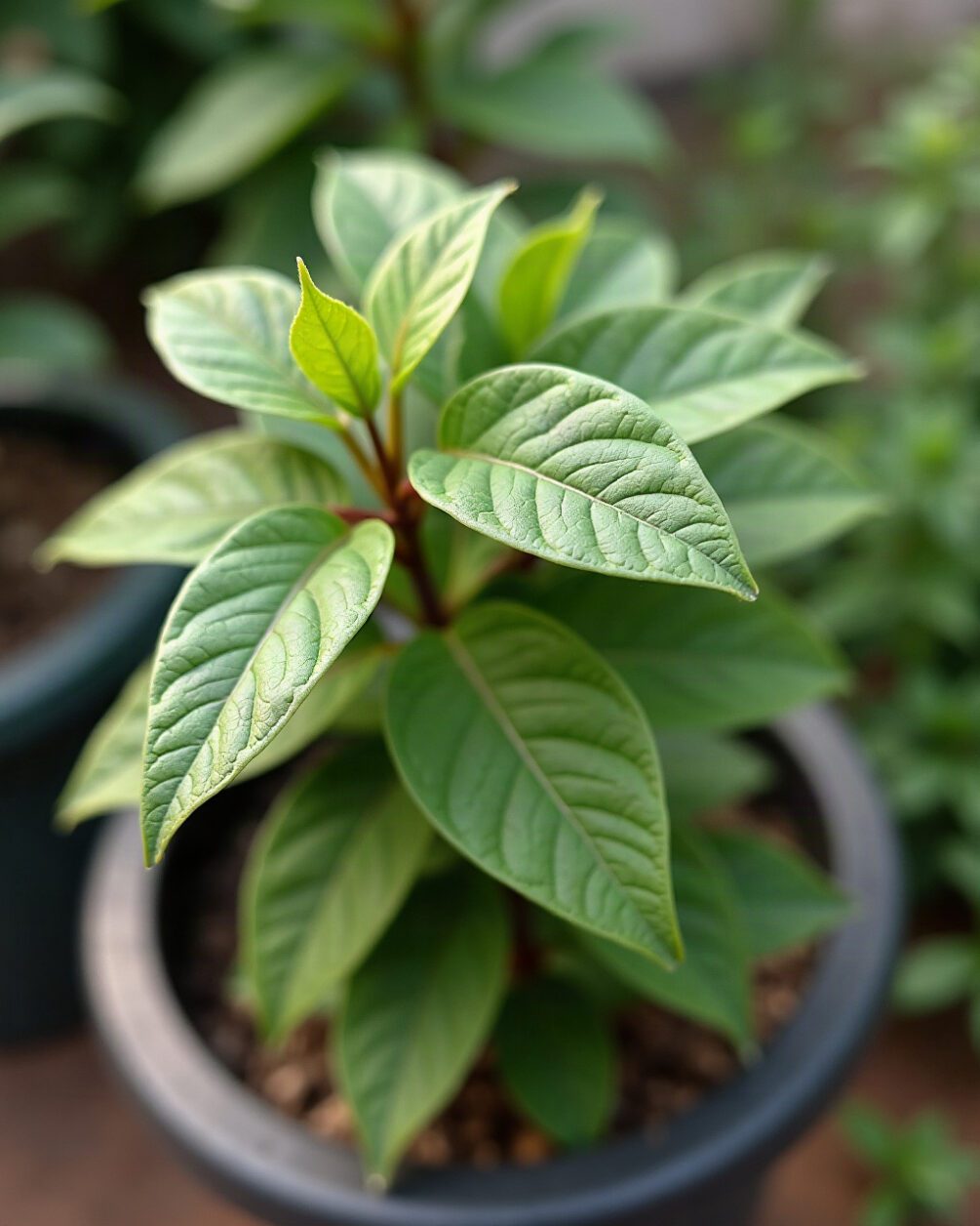 A potted shrub with leaves showing small semicircular notches cut from the edges, garden setting in daylight