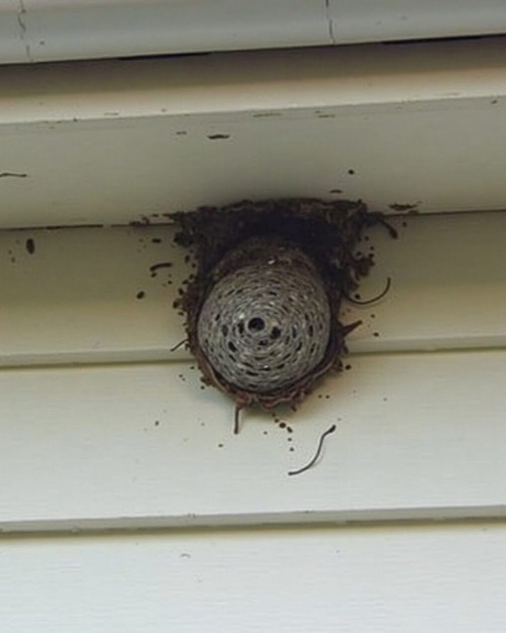 A grey papery enclosed wasp nest tucked under house eaves seen from below in daylight